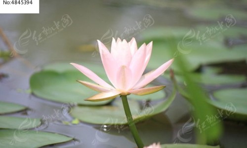 宝宝大便带粘液-宝宝便便有黏液是什么意思,中国宝宝便便带粘液照片网站